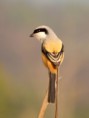 /album/some-overseas-trips/long-tailed-shrike-corbett-jpg/